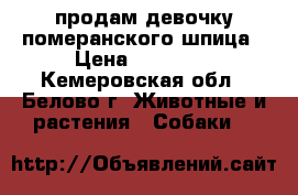 продам девочку померанского шпица › Цена ­ 27 000 - Кемеровская обл., Белово г. Животные и растения » Собаки   